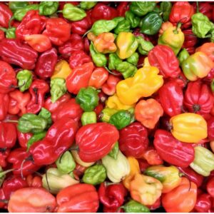 Scotch Bonnet Peppers